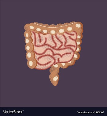 Flat shading style icon gastrointestinal tract vector image
