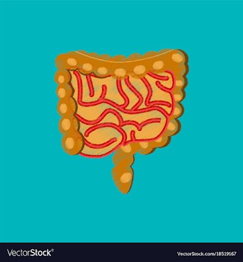 Flat shading style icon gastrointestinal tract vector image