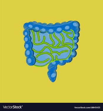 Flat shading style icon gastrointestinal tract vector image