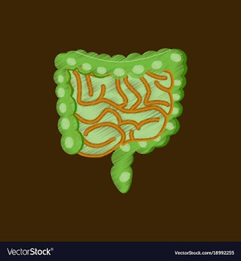 Flat shading style icon gastrointestinal tract vector image