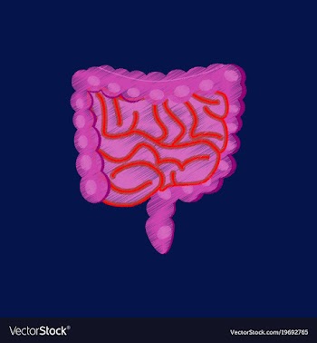 Flat shading style icon gastrointestinal tract vector image
