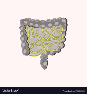 Flat shading style icon gastrointestinal tract vector image