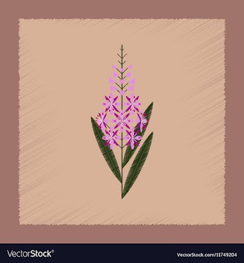 Flat shading style icon herbal Chamerion vector image