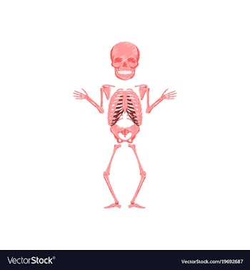 Flat shading style icon human skeleton vector image