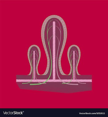 Flat shading style icon intestinal villi vector image