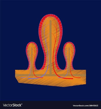 Flat shading style icon intestinal villi vector image
