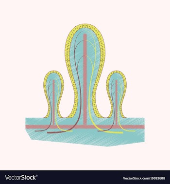 Flat shading style icon intestinal villi vector image