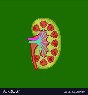 Flat shading style icon kidney vector image