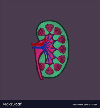 Flat shading style icon kidney vector image