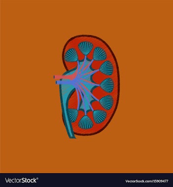 Flat shading style icon kidney vector image
