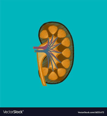 Flat shading style icon kidney vector image