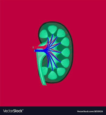 Flat shading style icon kidney vector image