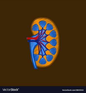Flat shading style icon kidney vector image