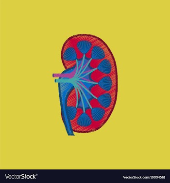 Flat shading style icon kidney vector image