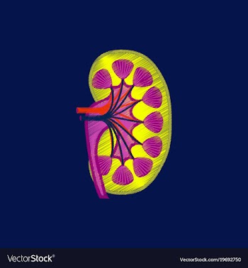 Flat shading style icon kidney vector image