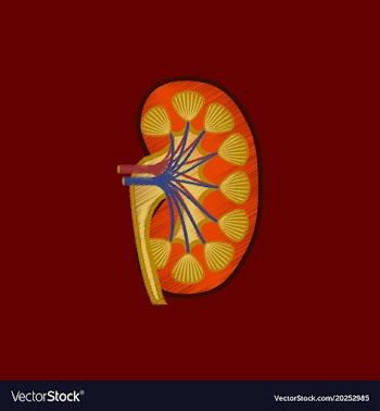 Flat shading style icon kidney vector image