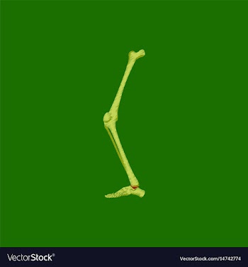 Flat shading style icon leg bone vector image