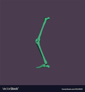 Flat shading style icon leg bone vector image