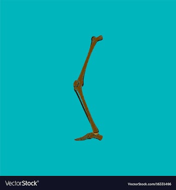 Flat shading style icon leg bone vector image