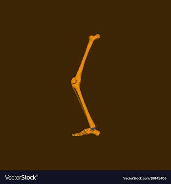 Flat shading style icon leg bone vector image