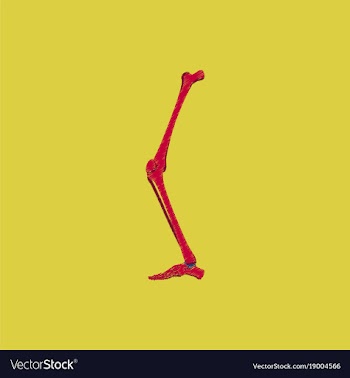 Flat shading style icon leg bone vector image