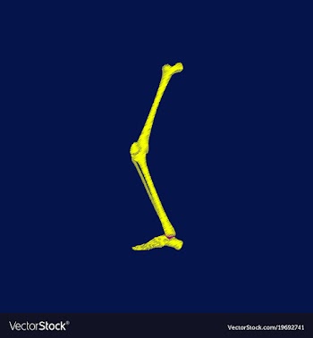 Flat shading style icon leg bone vector image
