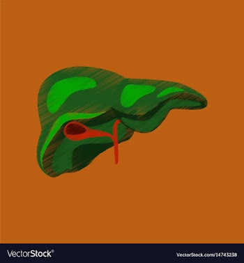 Flat shading style icon liver vector image