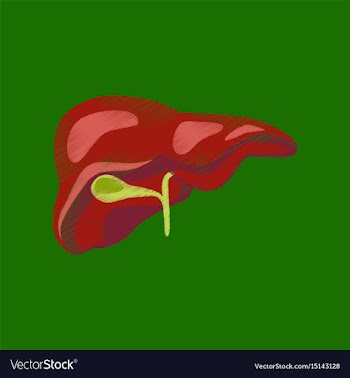 Flat shading style icon liver vector image