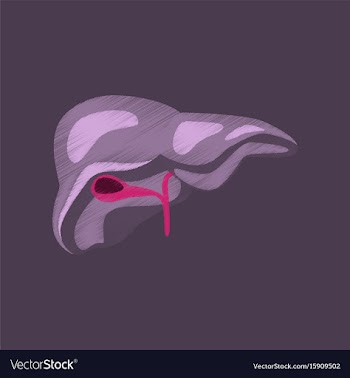 Flat shading style icon liver vector image