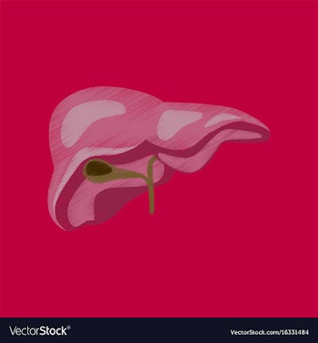 Flat shading style icon liver vector image