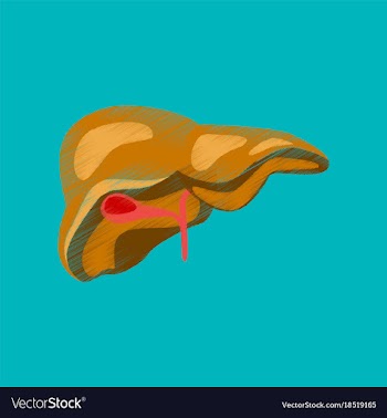 Flat shading style icon liver vector image