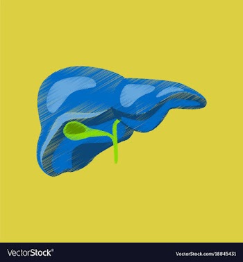Flat shading style icon liver vector image