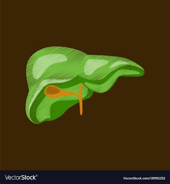 Flat shading style icon liver vector image