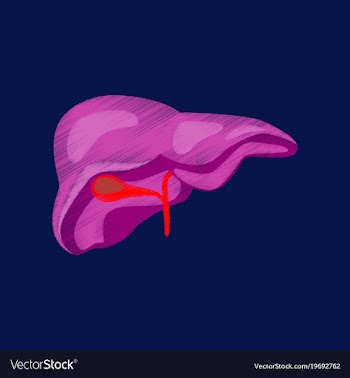 Flat shading style icon liver vector image