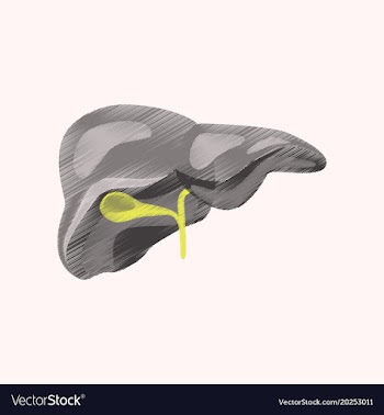 Flat shading style icon liver vector image