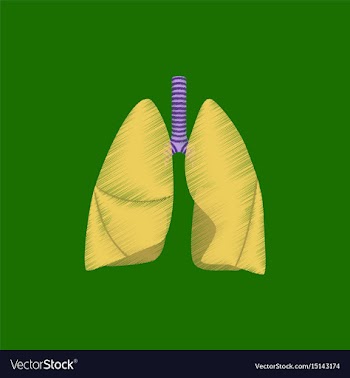 Flat shading style icon lungs and trachea vector image