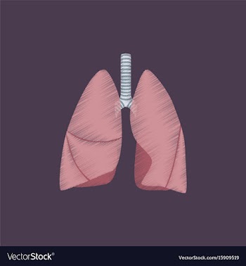Flat shading style icon lungs and trachea vector image