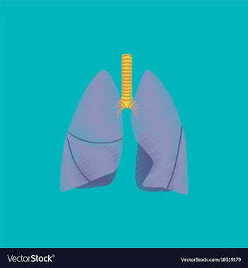 Flat shading style icon lungs and trachea vector image