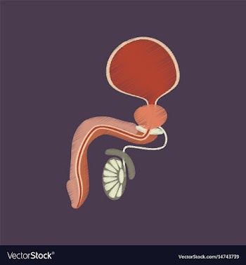 Flat shading style icon male reproductive system vector image