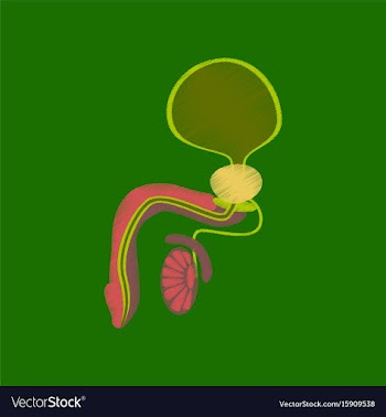 Flat shading style icon male reproductive system vector image
