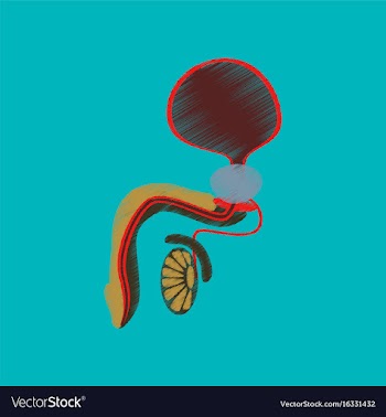Flat shading style icon male reproductive system vector image