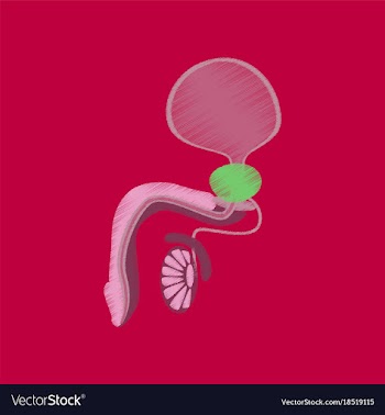 Flat shading style icon male reproductive system vector image