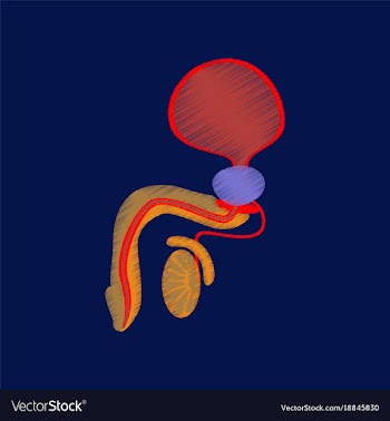 Flat shading style icon male reproductive system vector image