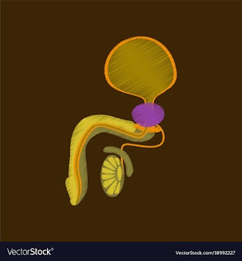 Flat shading style icon male reproductive system vector image