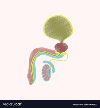 Flat shading style icon male reproductive system vector image