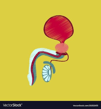 Flat shading style icon male reproductive system vector image