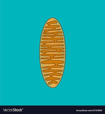 Flat shading style icon mitochondrion vector image