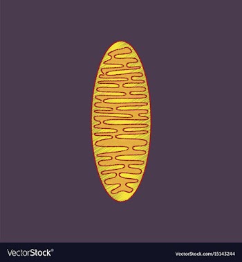 Flat shading style icon mitochondrion vector image