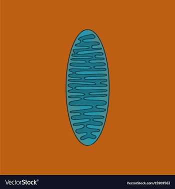 Flat shading style icon mitochondrion vector image