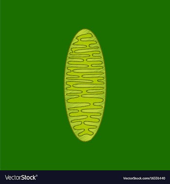 Flat shading style icon mitochondrion vector image